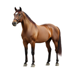 horse isolated on white background