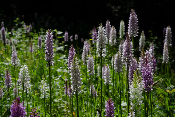 Obraz premium Fuchs' Knabenkraut (Dactylorhiza fuchsii)