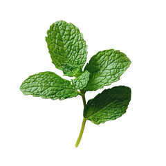 mint isolated on white background