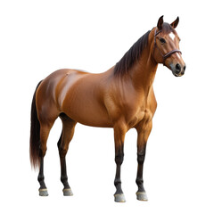 Obraz premium horse isolated on white background - PNG