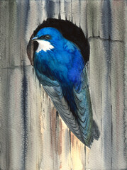 Watercolor illustration of a small bright bird with blue-turquoise feathers sitting on the edge of a round hole in a fence (This illustration was drawn by hand without the use of generative AI!)