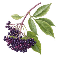 Fresh blackcurrant with water drop isolated on white background