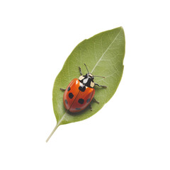 Fototapeta premium A red ladybug with black spots sits atop a bright green leaf, isolated against a transparent background.