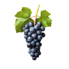 Fototapeta premium bunch of grapes isolated on white - PNG