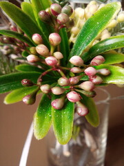 Bright colorful decorative flowers stand on the table in a glass vase. Macro photo taken on a mobile phone.