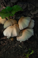 A close-up of white Mushrooms growing on a log near the soil