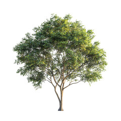 tree isolated on white background