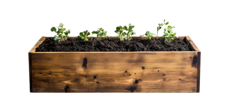 Small plants sprouting inside a wooden rectangular garden planter