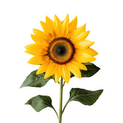 Fototapeta premium sunflower isolated on white background.