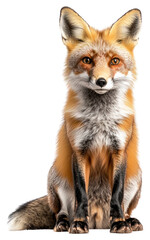 Fototapeta premium PNG A fox animal photography background.
