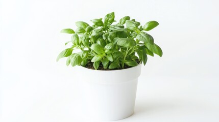 Fototapeta premium Fresh Basil Plant in White Pot - Aromatic Herb for Culinary Delights