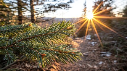 Sunrise forest trail evergreen branch