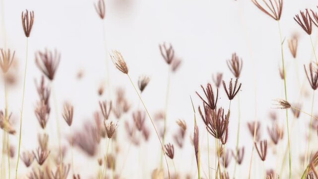 slow motion of brown grass flowers swaying in the wind on white background.