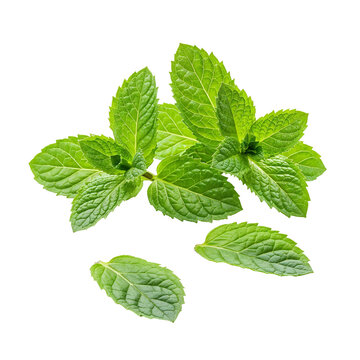 Mint leaves Isolated On Transparent Background, perfect for food photography, herbal branding and natural health product designs