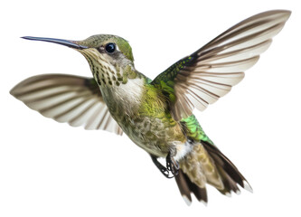 Fototapeta premium PNG Graceful hummingbird in flight