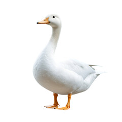 Fototapeta premium goose isolated on white background