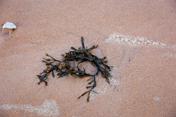 Beach Abstracts, scenes, sea foam, seaweed and footprints in the sand. 