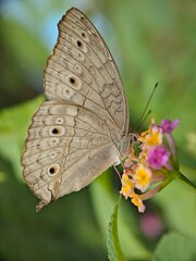 A brown butterfly landed on a small flower