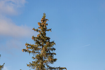 Lush spruce tree with pine cones growing against a vibrant blue sky, embodying the tranquility of...