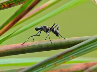 long-legged black insects found in forests