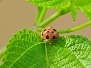 bean beetle on a very beautiful green leaf