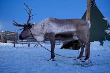 Majestic reindeer standing outside a traditional Sami tipi during polar night in Lapland,...