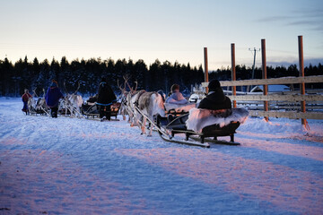Reindeer sled ride during polar night in Lapland, showcasing a serene winter landscape and rich Sami cultural heritage. Perfect for capturing the charm and adventure of traditional arctic experiences © Oleksandr Bochkala
