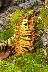 Fern leaves in autumn colors resting on moss-covered rocks during a sunny afternoon in a forested area