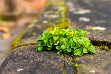 Green plant growing on a stone surface in a natural environment during daylight hours