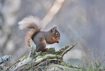 A Red Squirrel eating a nut on a woodland log.