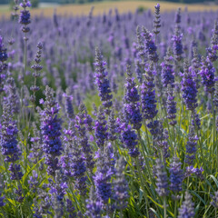 Naklejka premium Lavender field in full bloom under bright sunlight