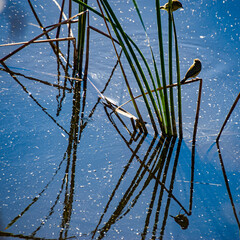La reinita sauceda (Phylloscopus trochilus) es una reinita muy común y extendida que se reproduce en todo el norte y la zona templada de Europa