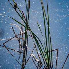 La reinita sauceda (Phylloscopus trochilus) es una reinita muy común y extendida que se reproduce en todo el norte y la zona templada de Europa