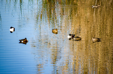 Varios tipos de patos en la Marjal dels Moros, Sagunto, Valencia, España