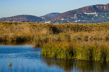 Varios tipos de patos en la Marjal dels Moros, Sagunto, Valencia, España