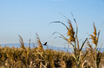 Varios tipos de patos en la Marjal dels Moros, Sagunto, Valencia, Espa&ntilde;a