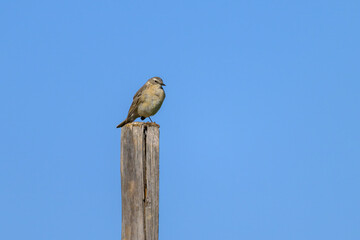 A Water Pipit standing on a wooden pole