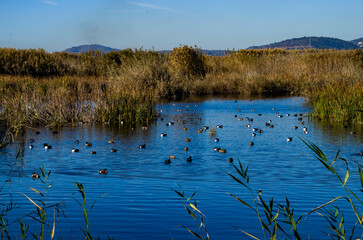 Varios tipos de patos en la Marjal dels Moros, Sagunto, Valencia, España