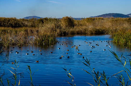 Varios tipos de patos en la Marjal dels Moros, Sagunto, Valencia, Espa&ntilde;a