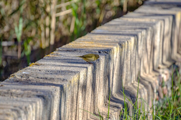 El mosquitero común (Phylloscopus collybita), o simplemente mosquitero, es una curruca común y...