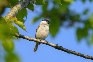 A Marsh Tit sitting on a small branch