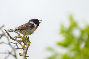 A common stonechat sitting on a small twig