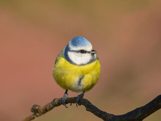 Fototapeta premium A blue tit sitting on a branch