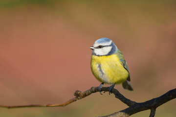 A blue tit sitting on a branch