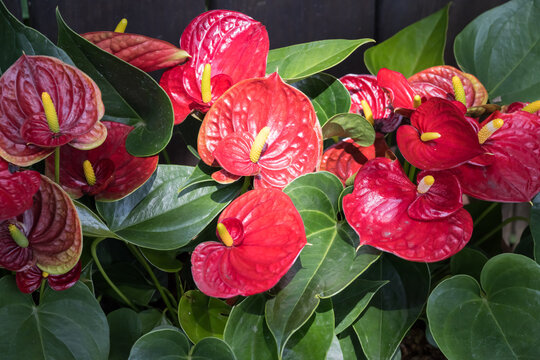 Beautiful flamingo flowers.