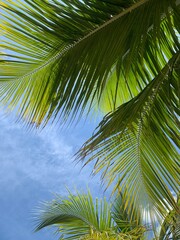 Fototapeta premium Sunlight filters through vibrant green palm leaves against a bright blue sky, creating a tropical paradise feel. The intricate details of the fronds contrast beautifully with the open sky