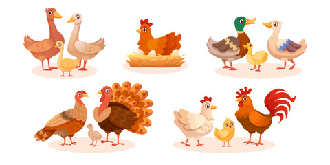 Farm birds. Cartoon poultry animals, hen chicken on nest breeds turkey goose duck or rooster family walking farmyard, farmer domestic bird livestock set, swanky vector illustration