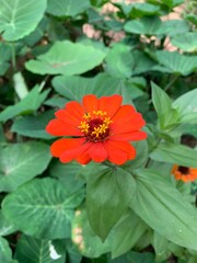 Vibrant orange zinnia in full bloom, surrounded by lush green leaves. Its delicate petals and bright yellow stamens create a striking contrast, showcasing the beauty of nature in this colorful garden 