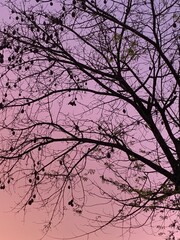 Silhouette of a tree with seed pods against a pastel-colored sunset sky in Brazil. The contrast of dark branches and soft hues creates a serene, dreamlike scene, capturing the beauty of nature at dusk