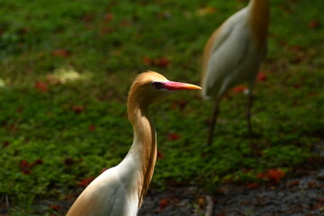 A beautiful and colourful cattle egret is seen in a large campus in a semi urban area